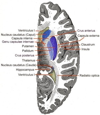 Telencephalon-Horiconatal